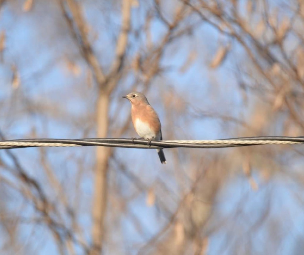Eastern Bluebird - ML514007831
