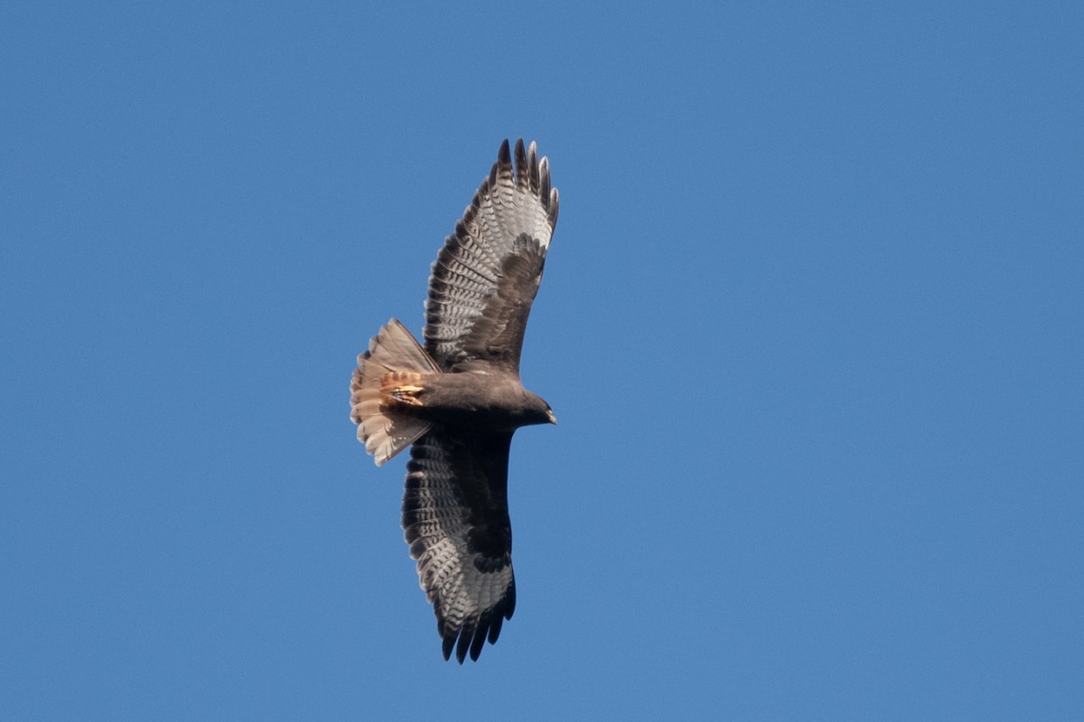 Red-tailed Hawk - ML514008791