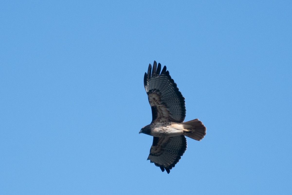 Red-tailed Hawk - ML514008801