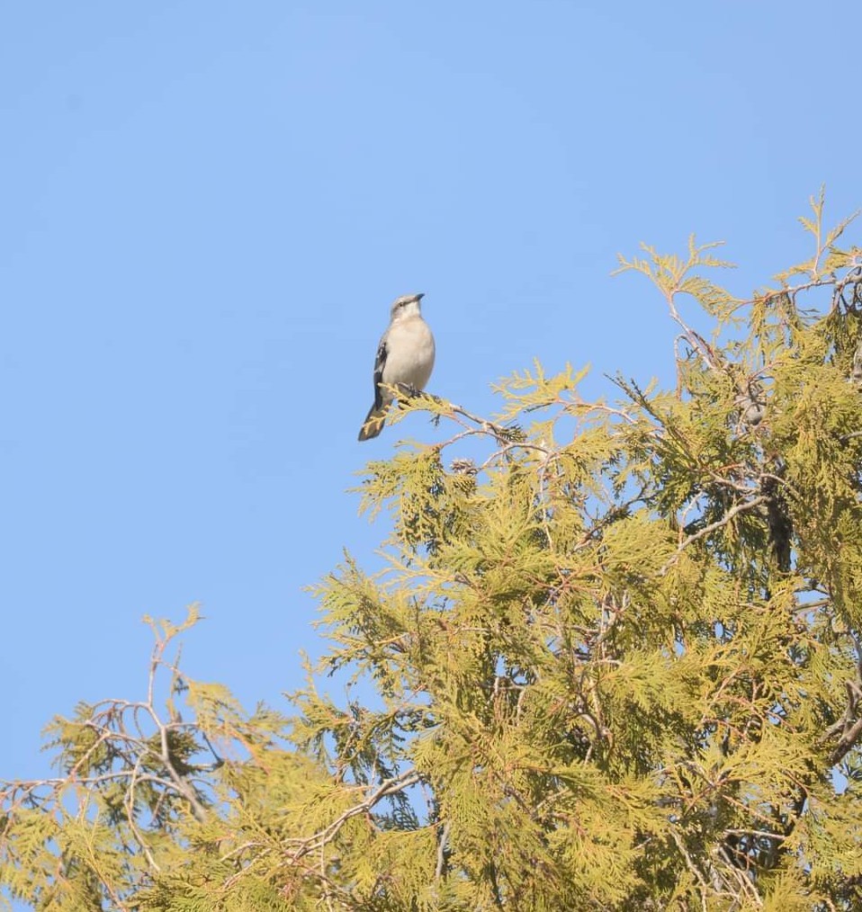 Northern Mockingbird - ML514009981