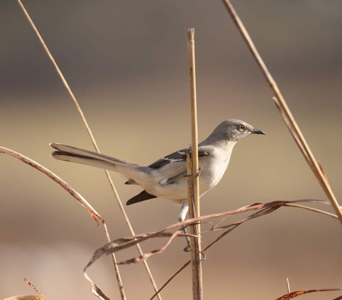 Northern Mockingbird - ML514009991