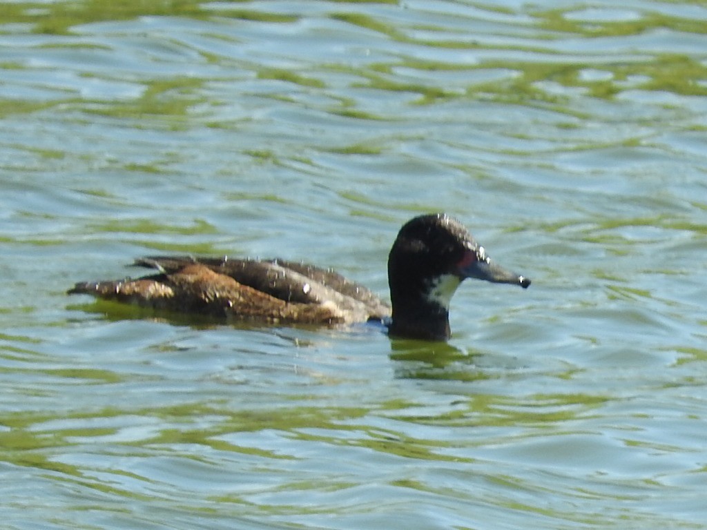 Black-headed Duck - ML514010021