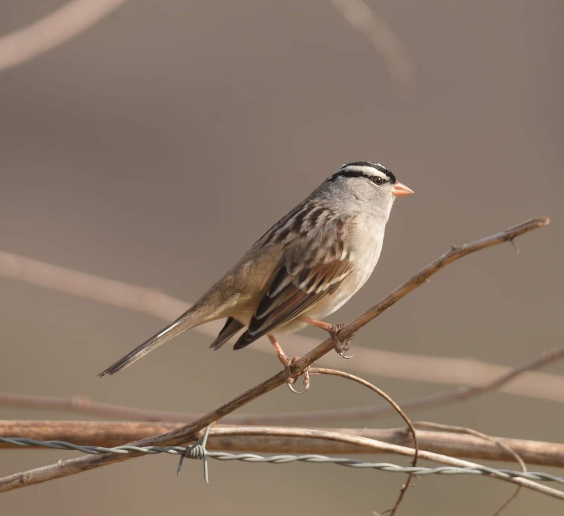White-crowned Sparrow - Daniel DeLapp
