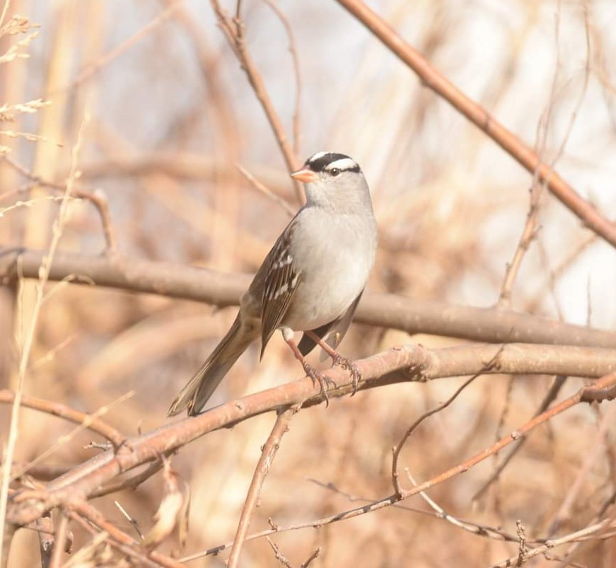 White-crowned Sparrow - Daniel DeLapp