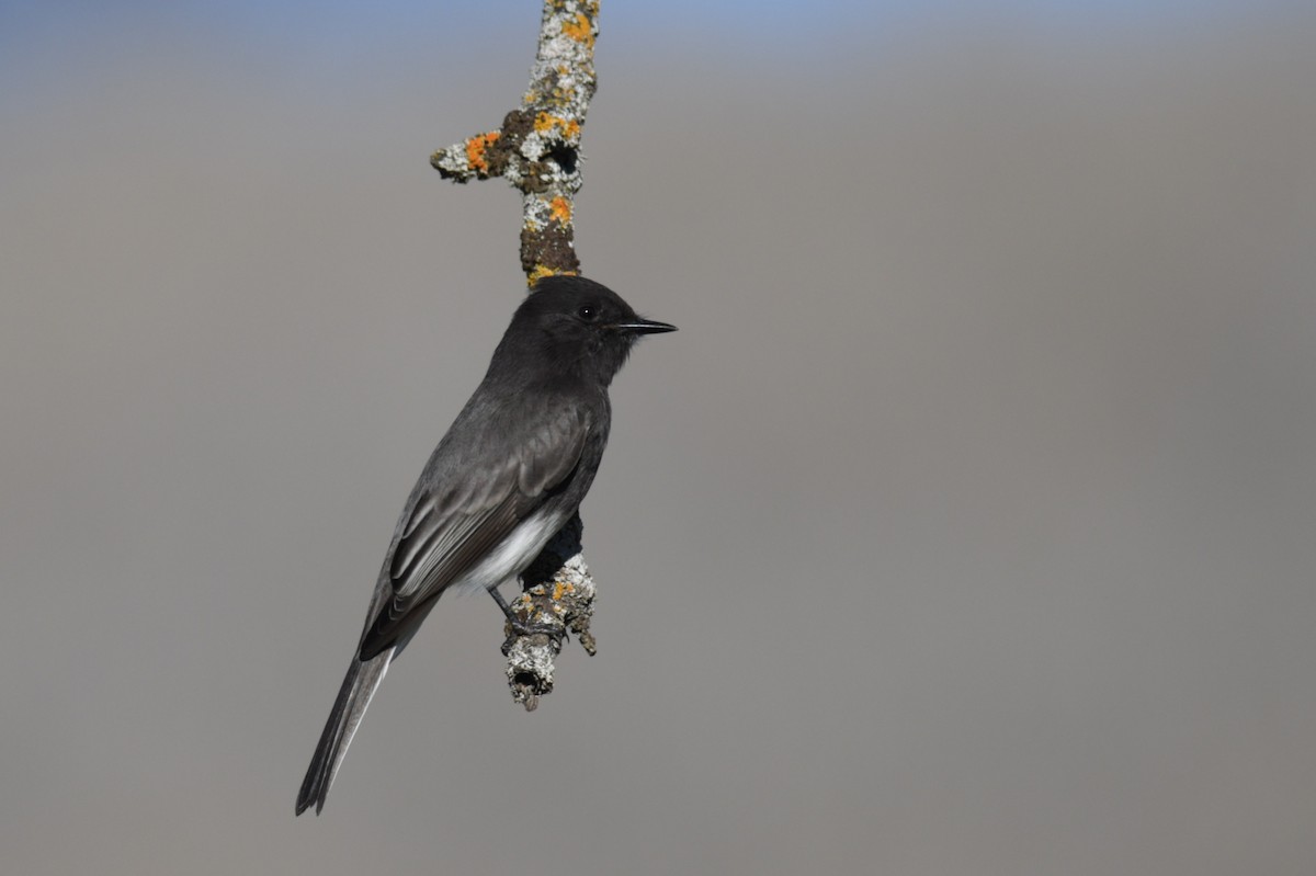 Black Phoebe - ML514010591