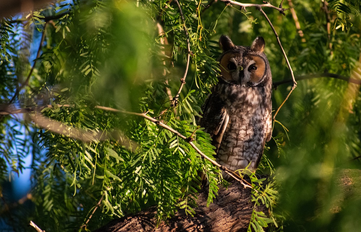 Long-eared Owl - ML514010671