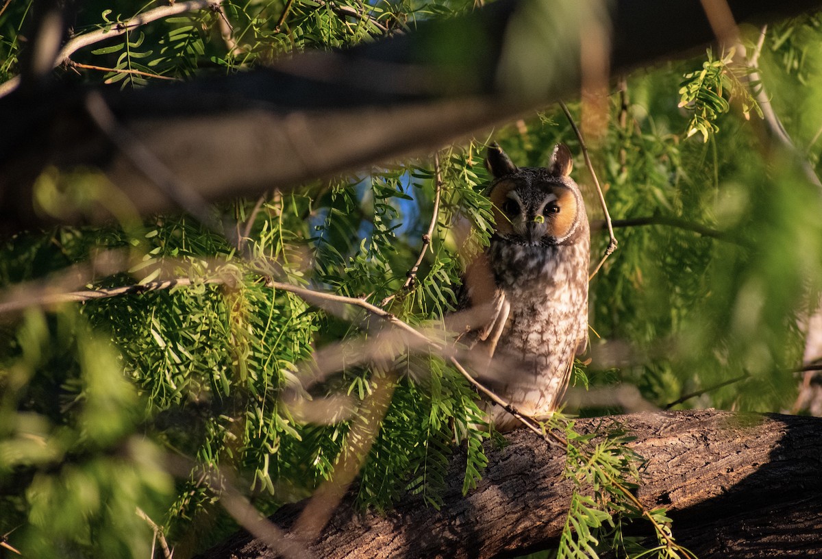 Long-eared Owl - ML514010791