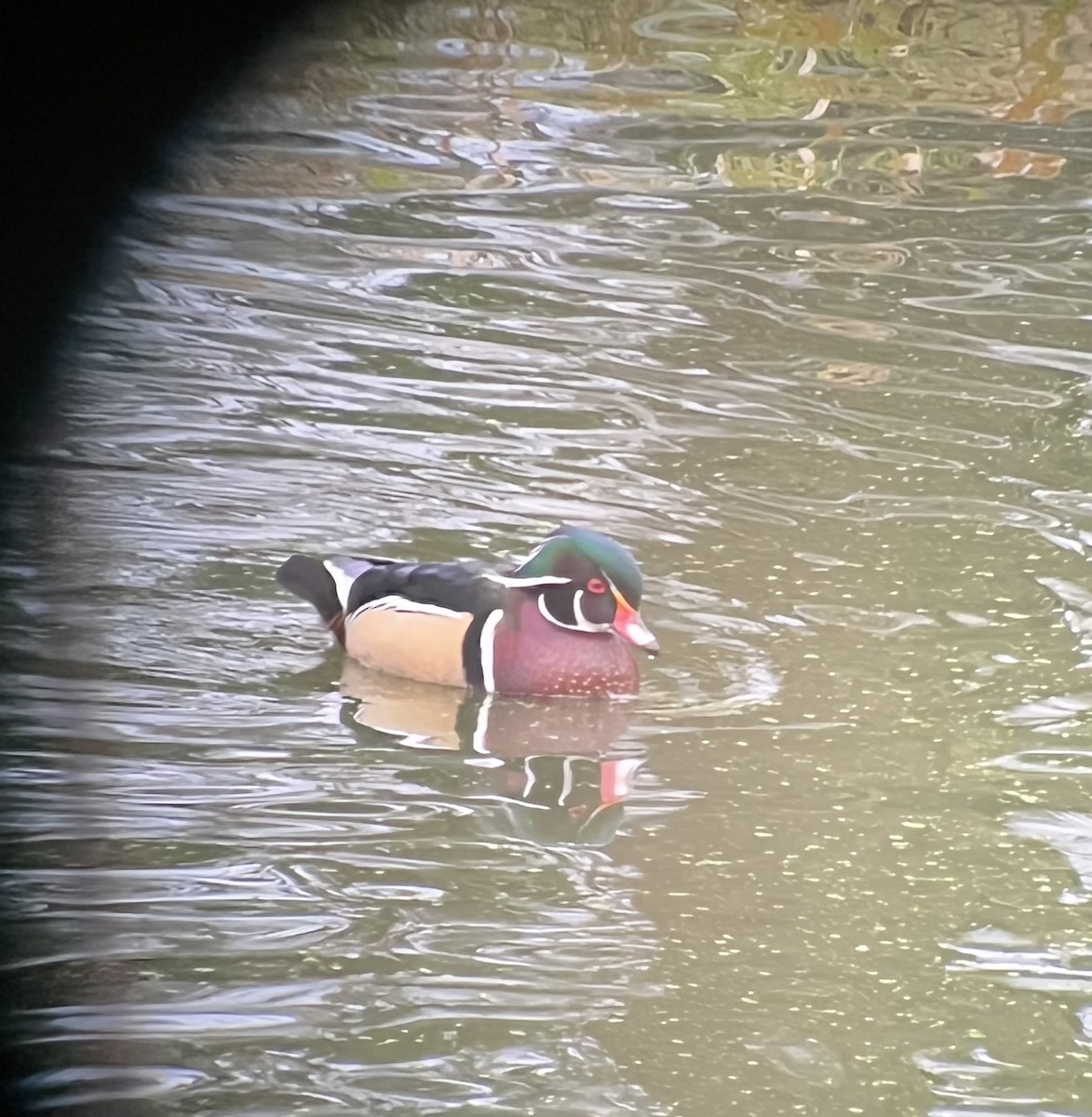 Wood Duck - ML514011191