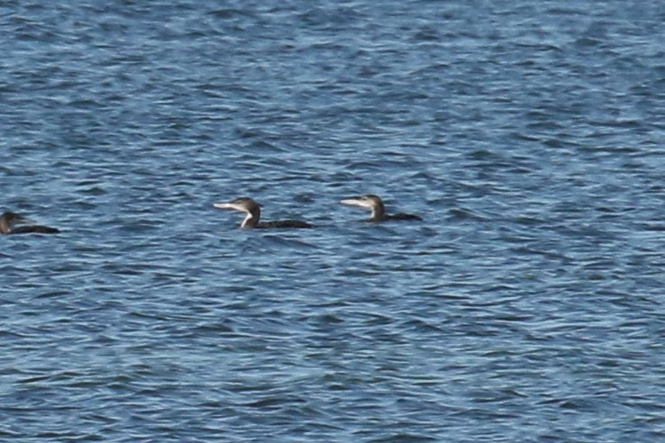 Common Loon - ML514012541