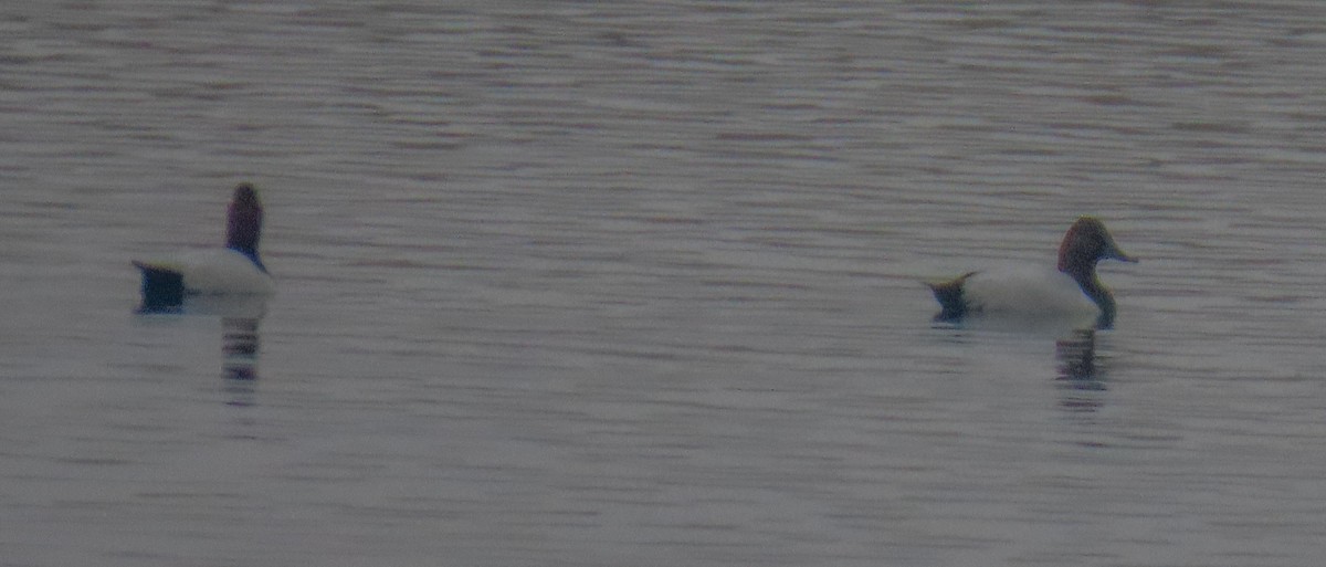 Canvasback - ML514013081