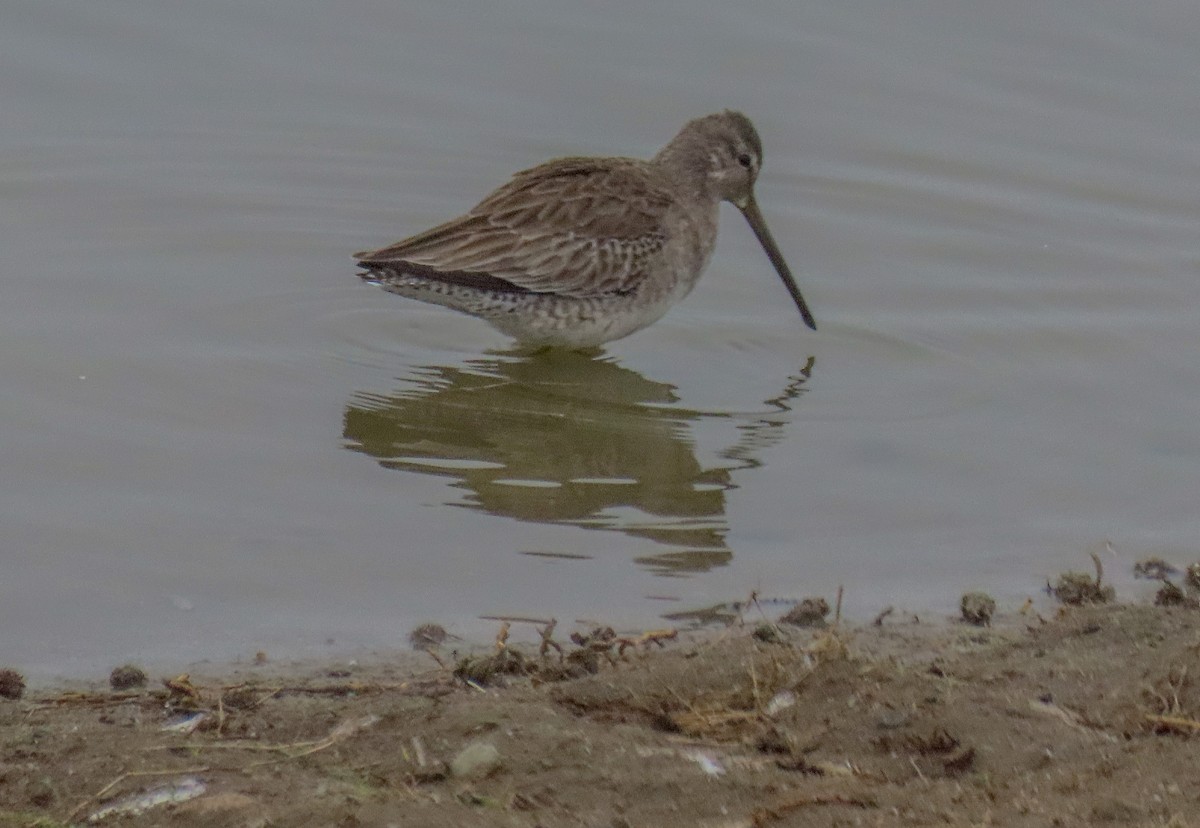 Long-billed Dowitcher - ML514013241