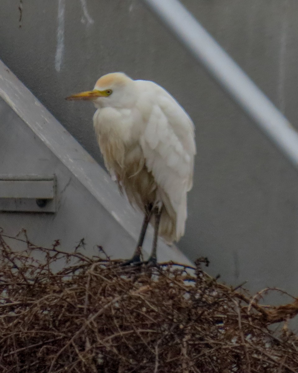 Western Cattle Egret - ML514013951