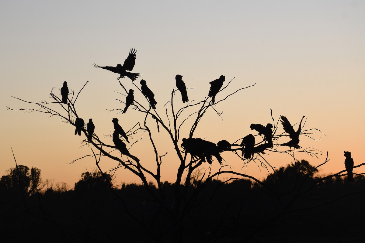 Carnaby's Black-Cockatoo - Philip Karstadt