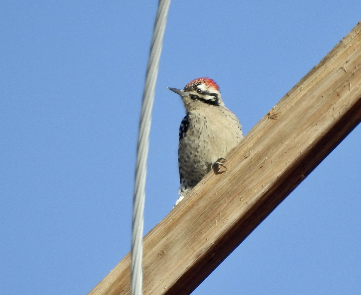 Ladder-backed Woodpecker - Monica Fowler