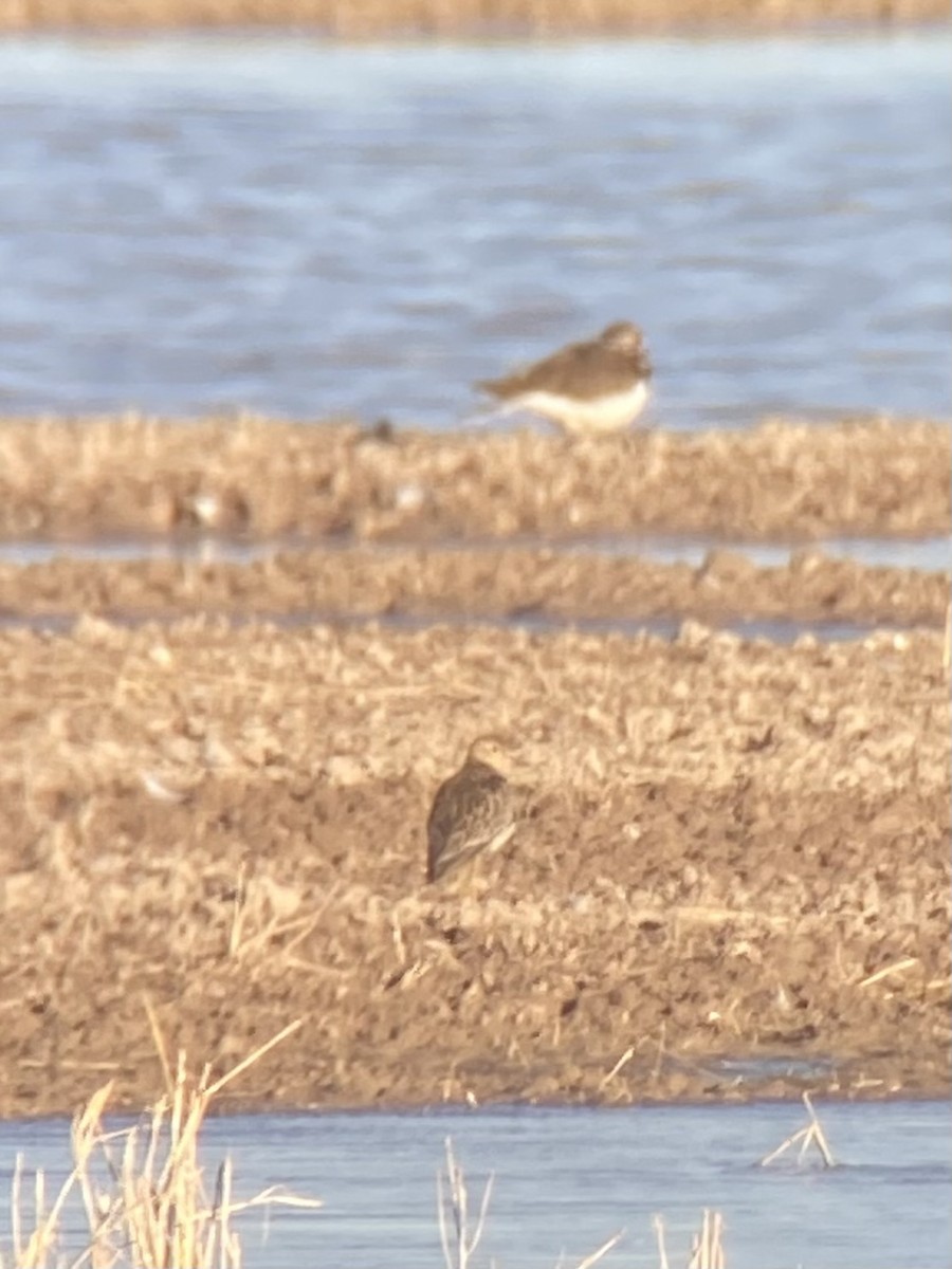 Buff-breasted Sandpiper - ML514014871