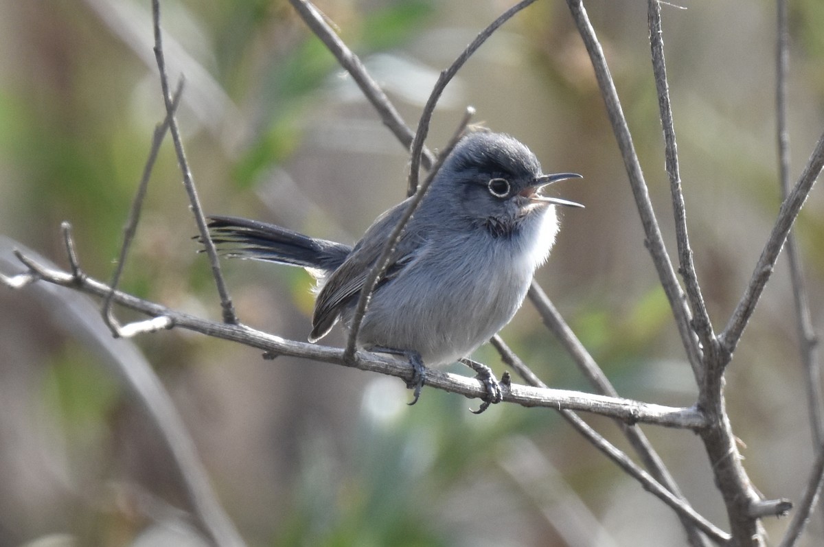 California Gnatcatcher - ML514014901