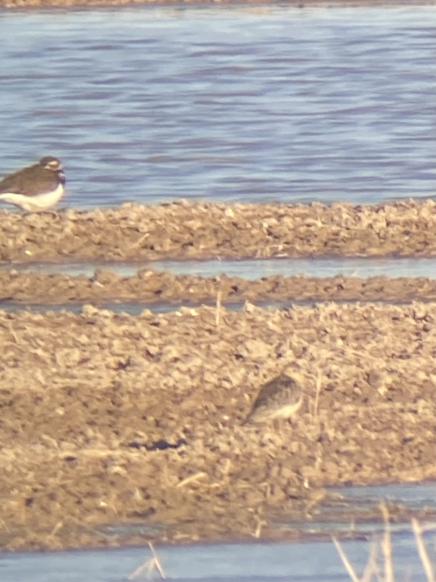 Buff-breasted Sandpiper - ML514014921