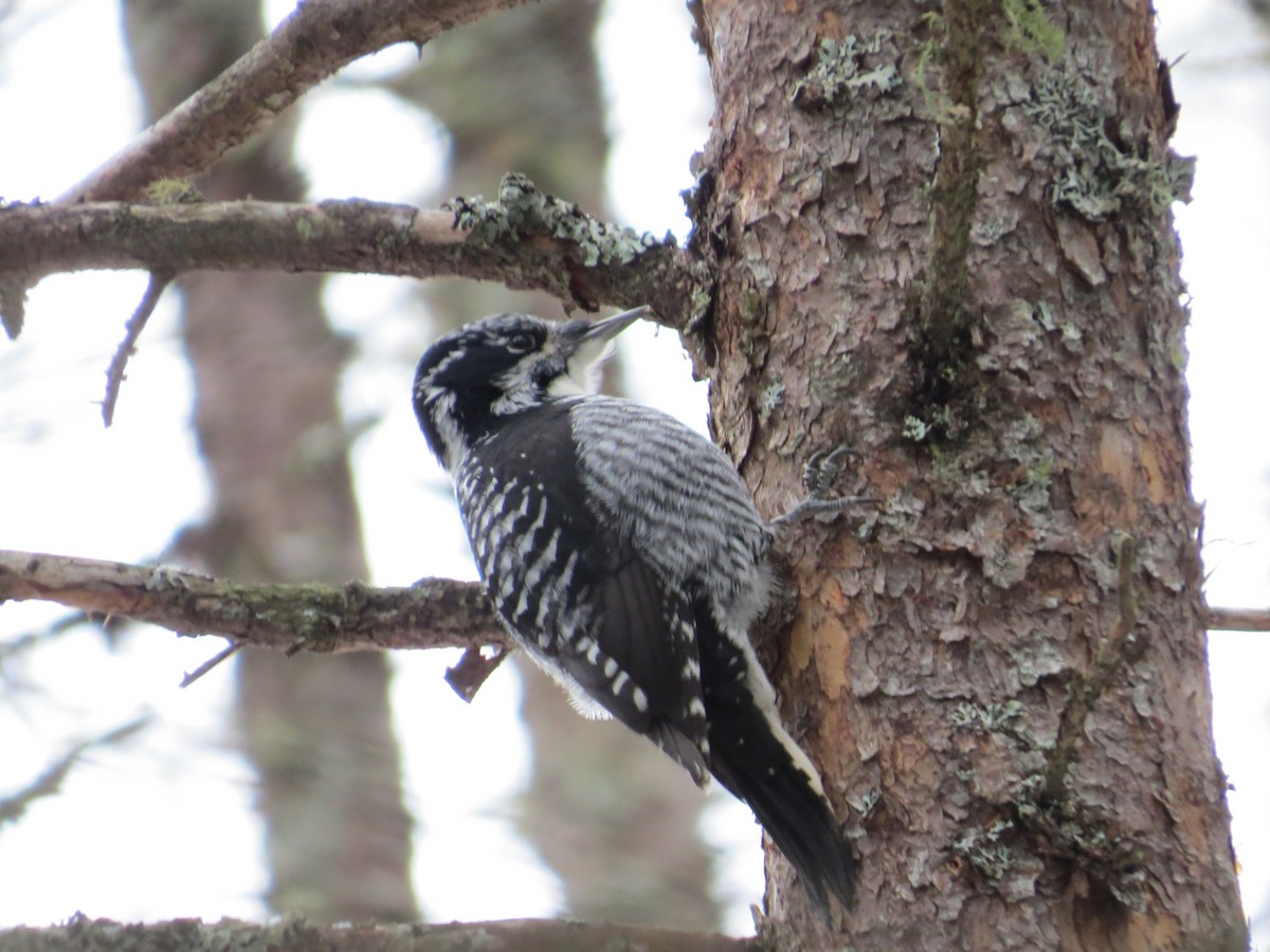 American Three-toed Woodpecker - ML514015471