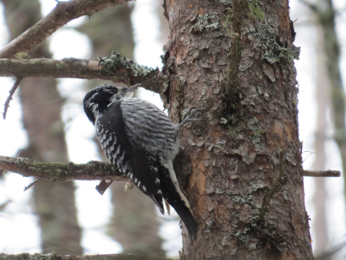 American Three-toed Woodpecker - ML514015481