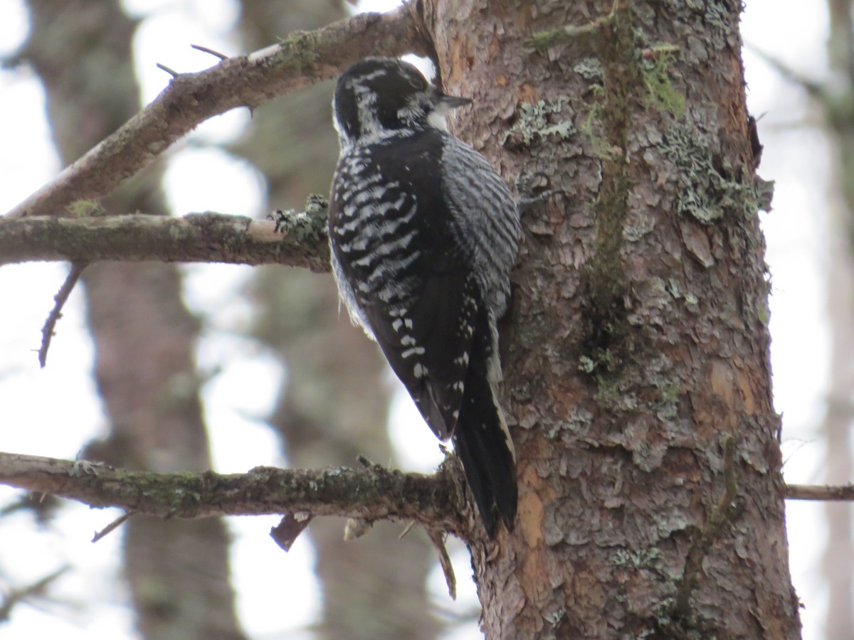 American Three-toed Woodpecker - ML514015491