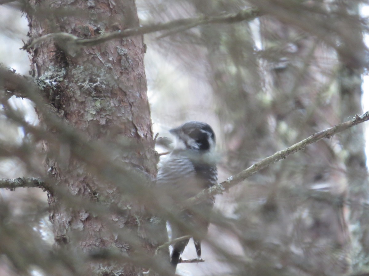 American Three-toed Woodpecker - ML514015501