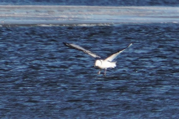 Black-legged Kittiwake - ML514016481