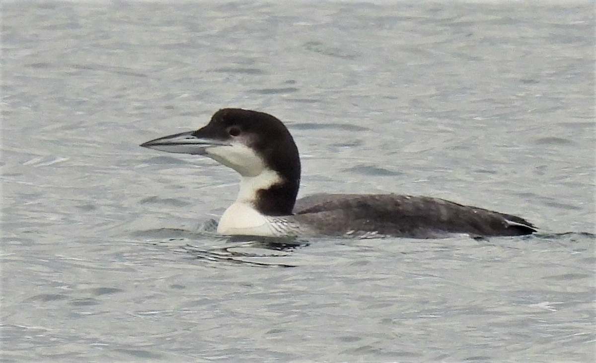 Common Loon - ML514016501