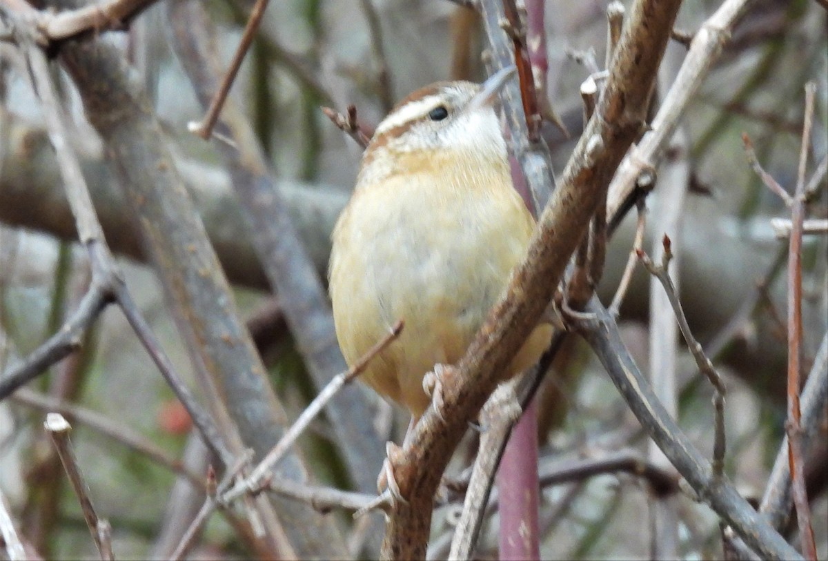 Carolina Wren - ML514016631