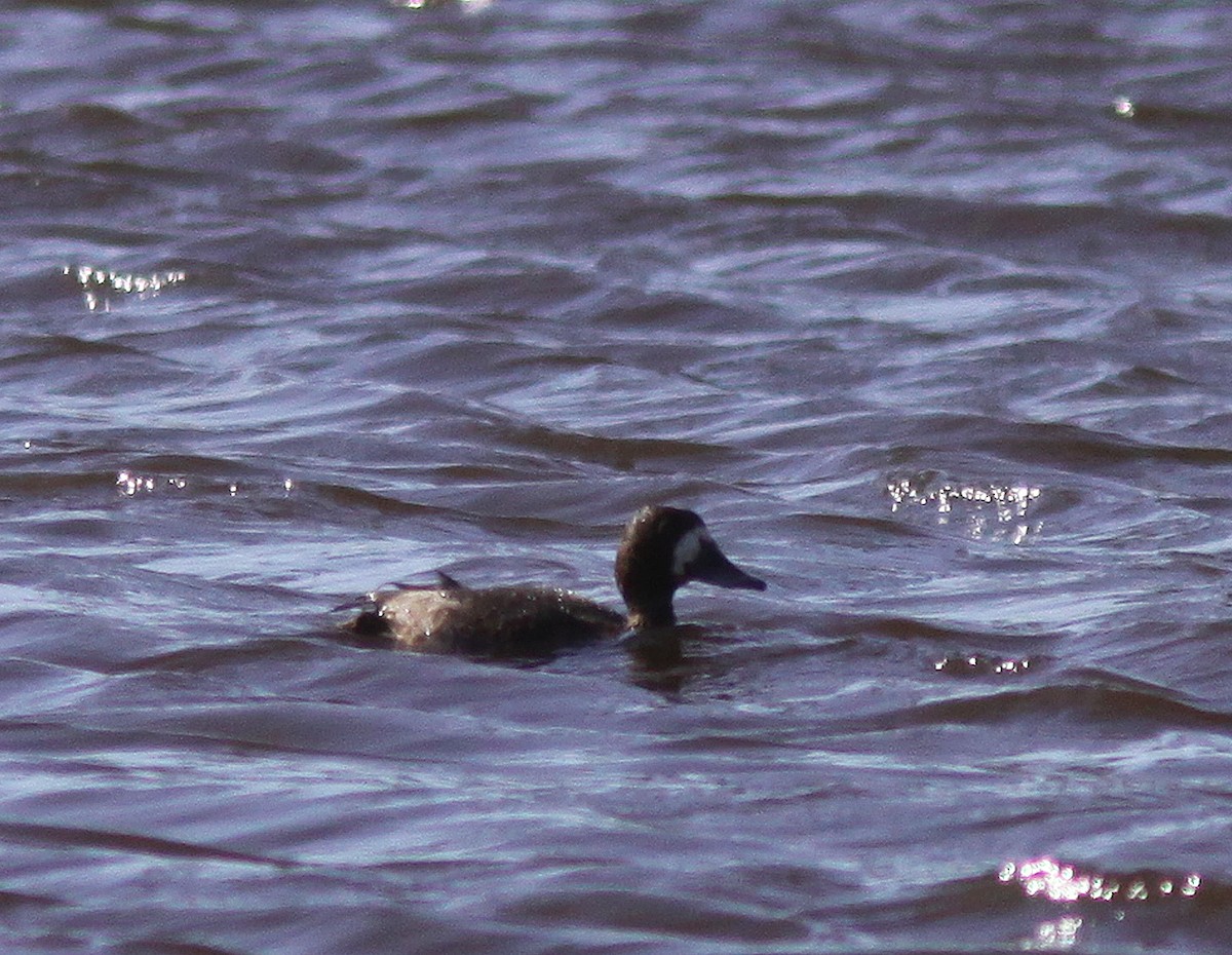 Greater Scaup - ML514017401