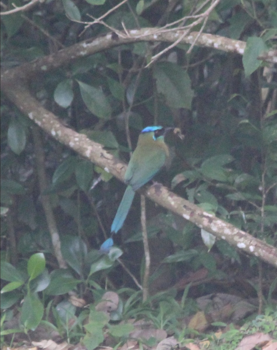 Lesson's Motmot - ML514018351
