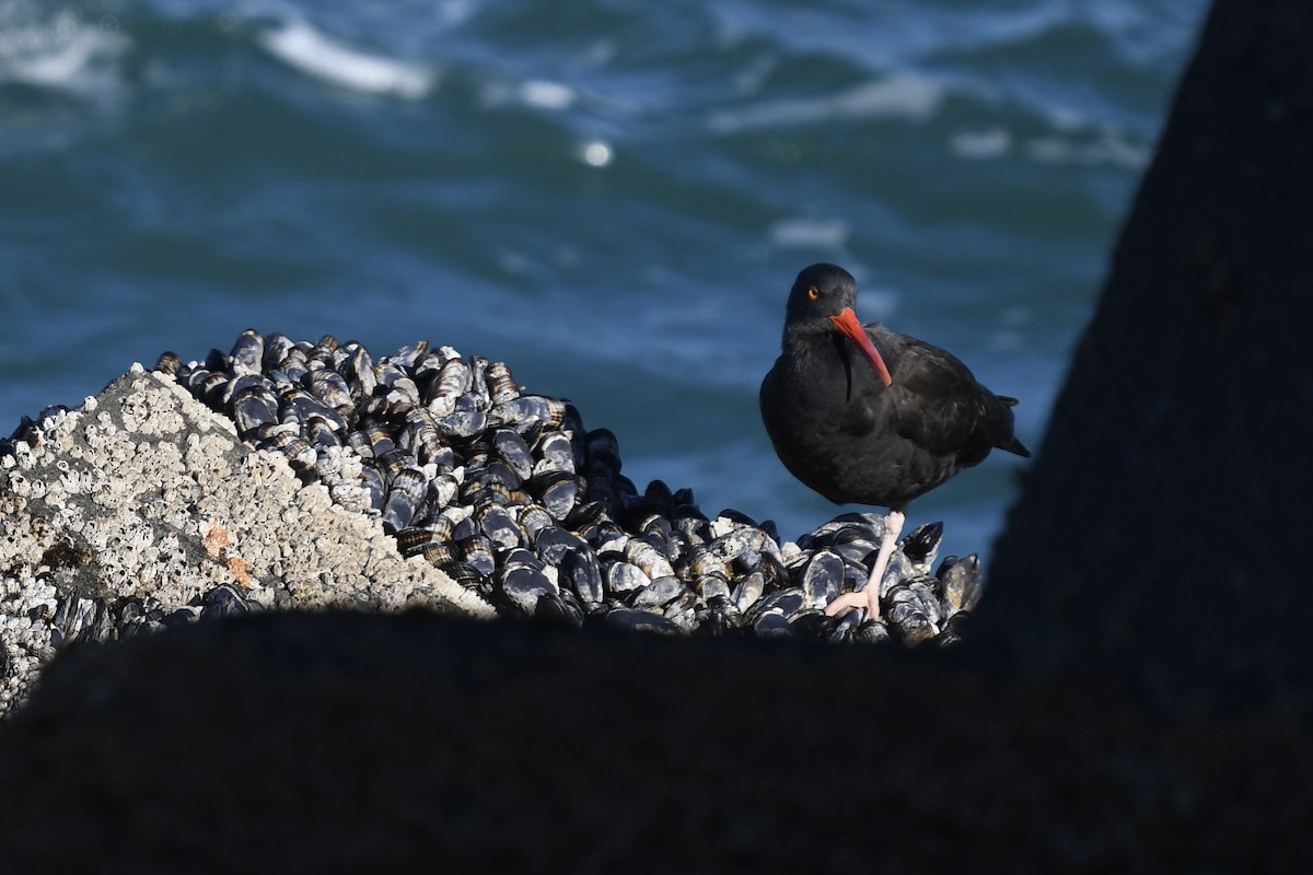 Black Oystercatcher - ML514018431