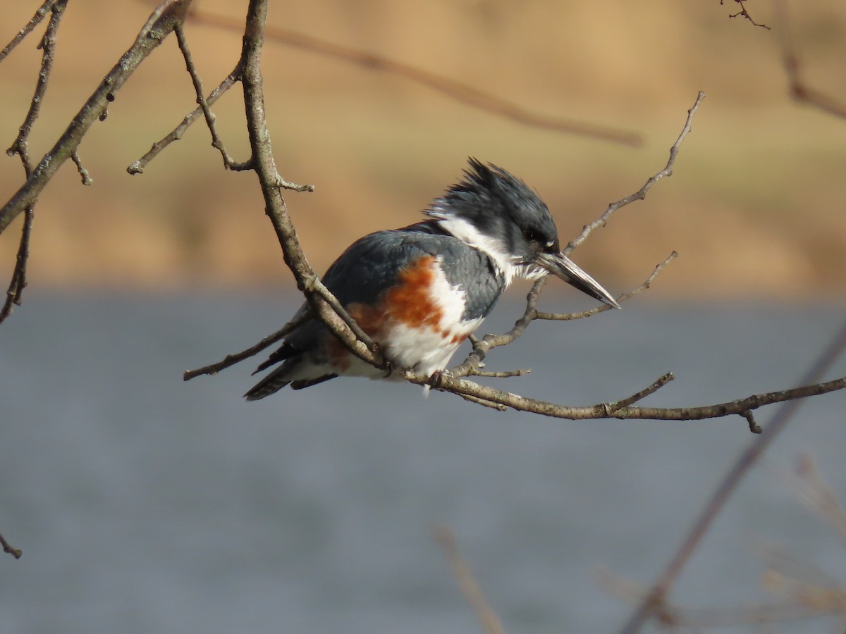 Belted Kingfisher - ML514018561