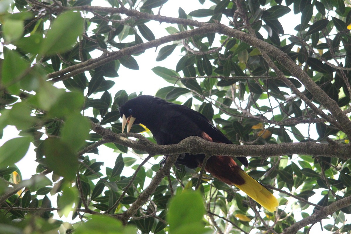Crested Oropendola - ML514018831