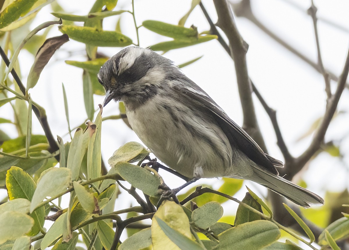 Black-throated Gray Warbler - ML514019011