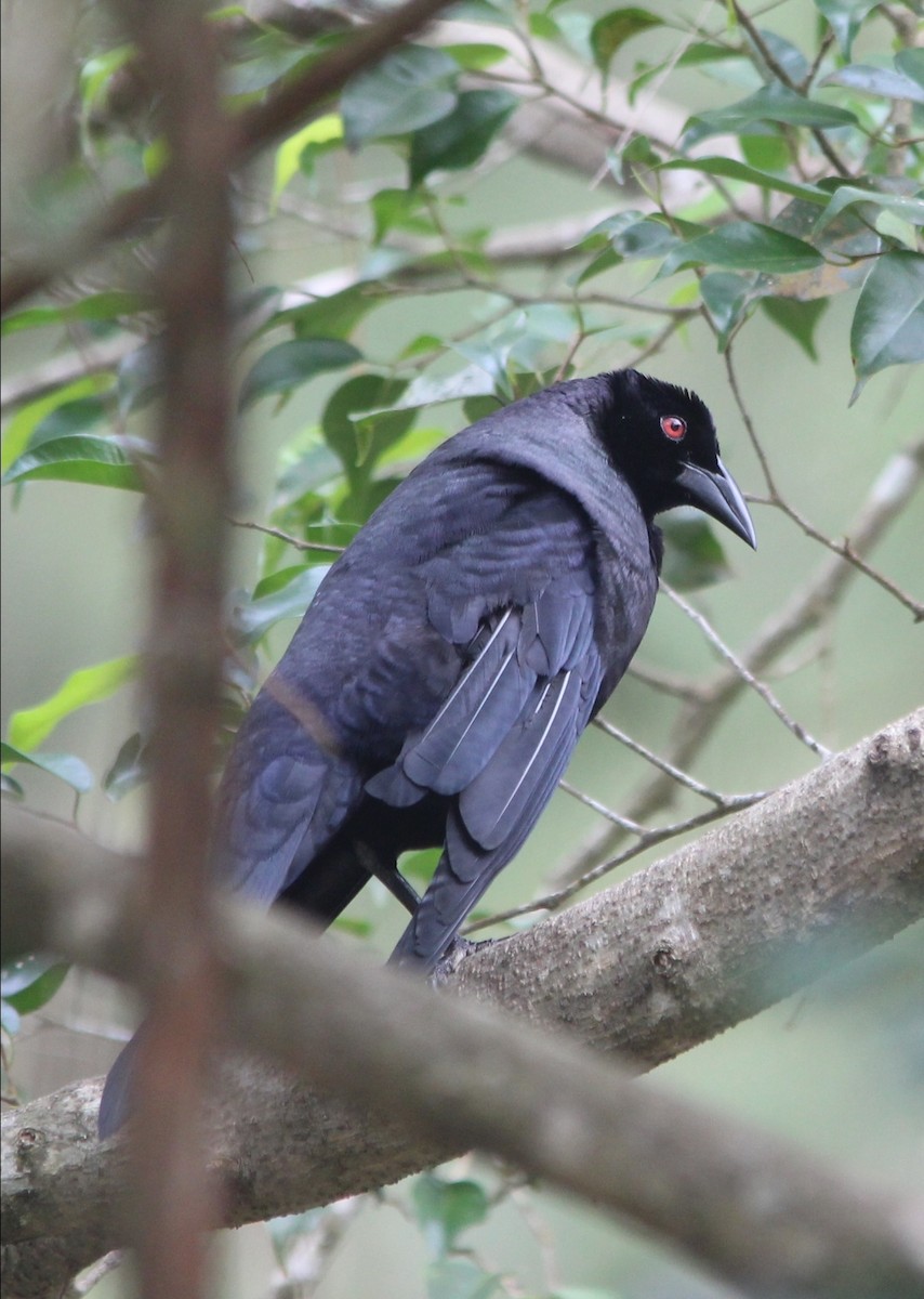Giant Cowbird - ML514019131