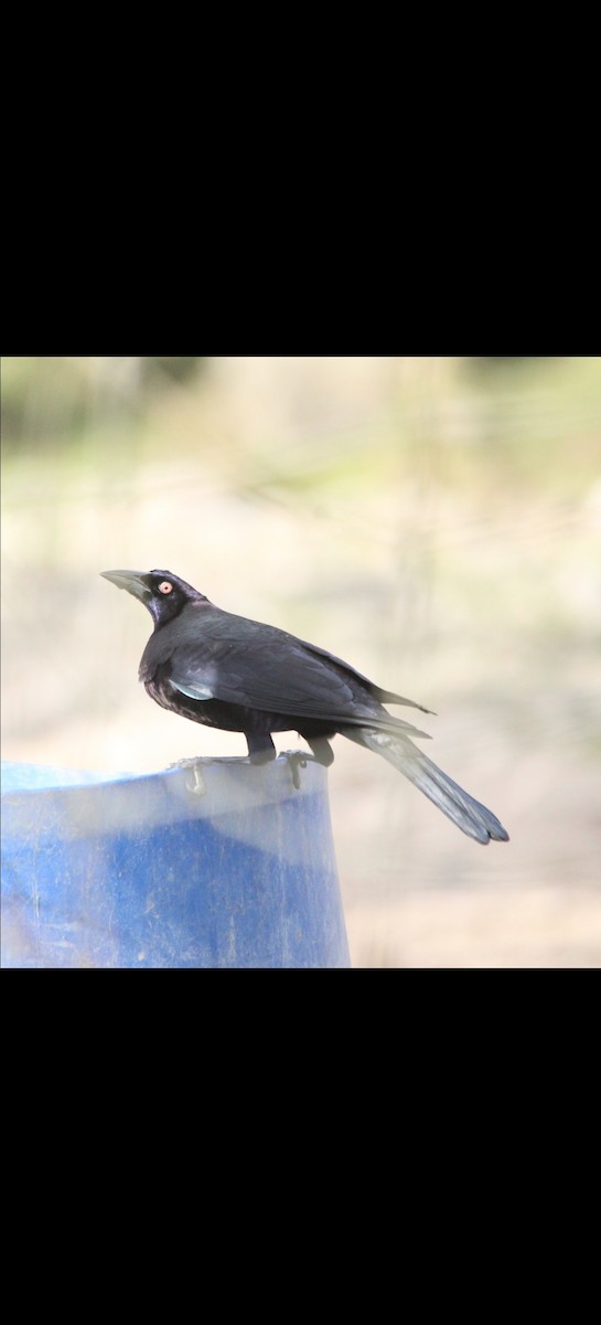 Giant Cowbird - ML514019271