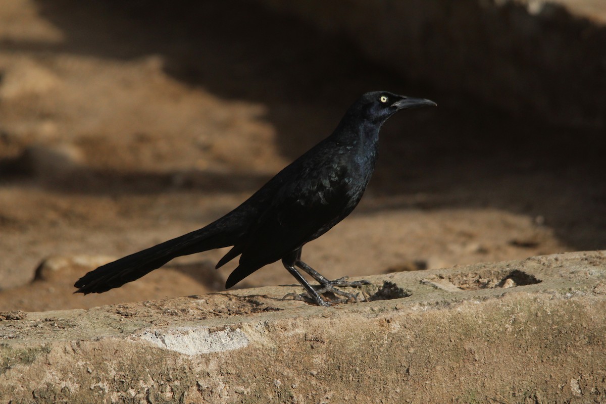 Great-tailed Grackle - ML514019421