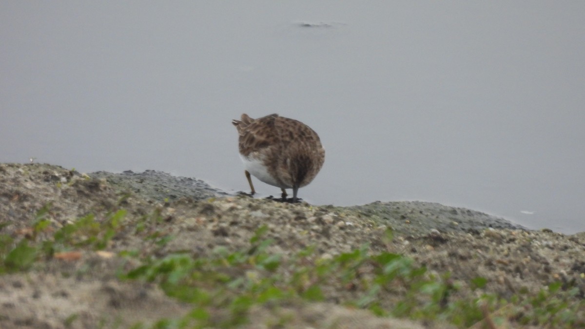 Least Sandpiper - Karen Evans