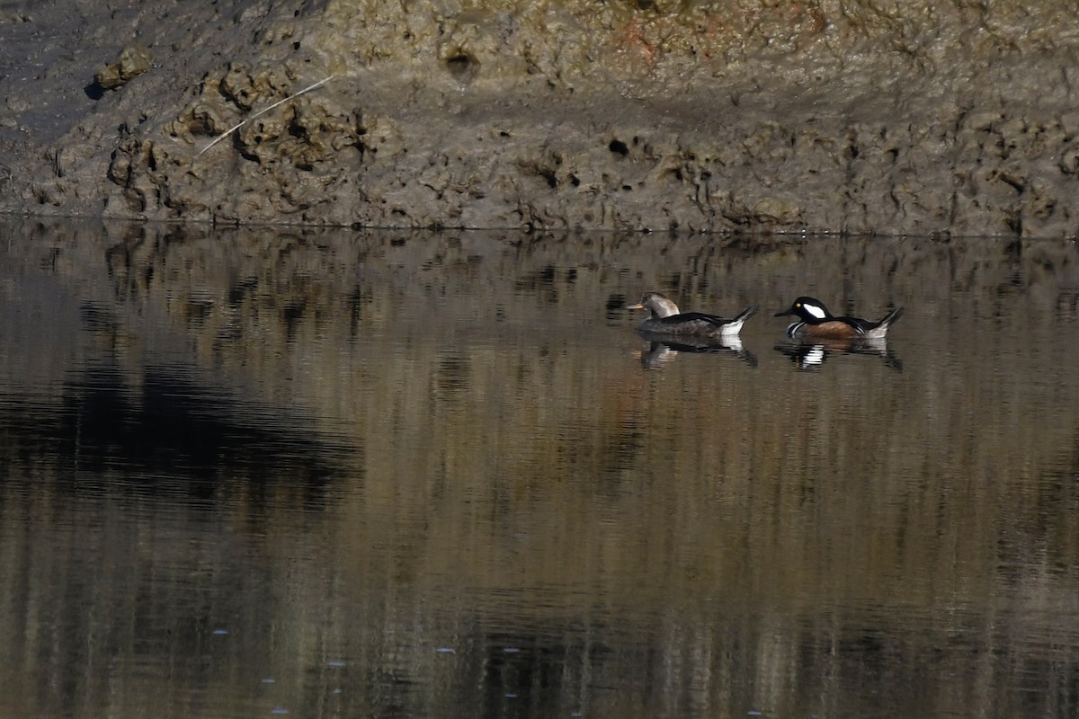 Hooded Merganser - amaya bechler