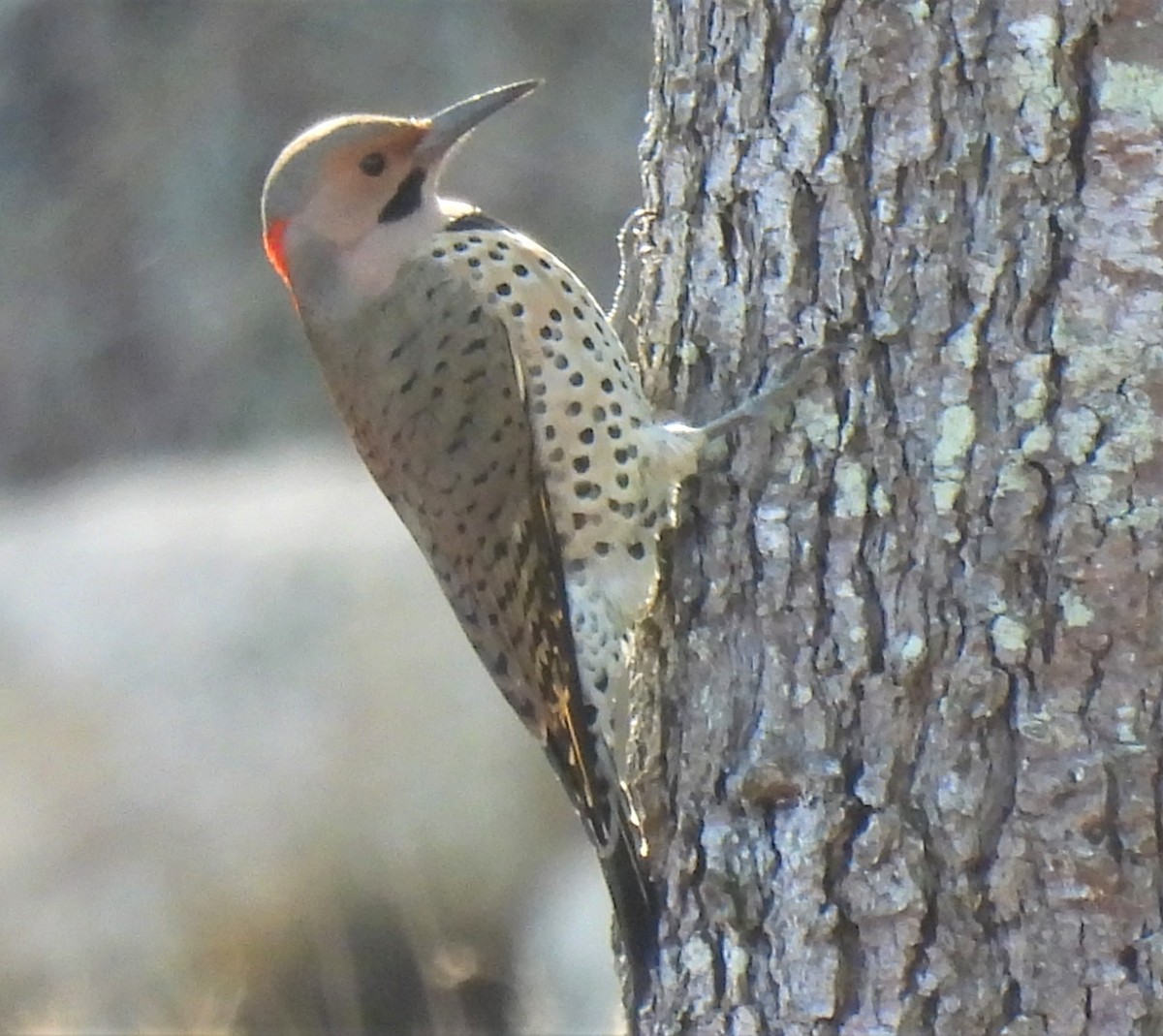 Northern Flicker - ML514020451