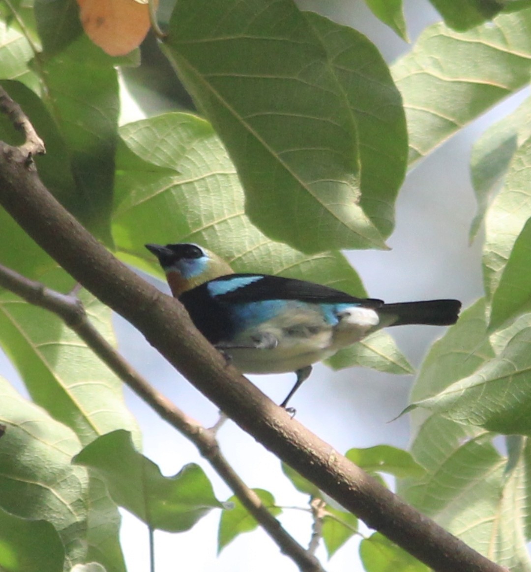 Golden-hooded Tanager - ML514020751