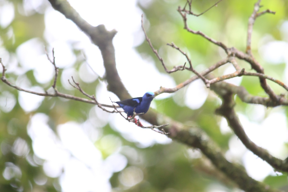 Red-legged Honeycreeper - ML514020861
