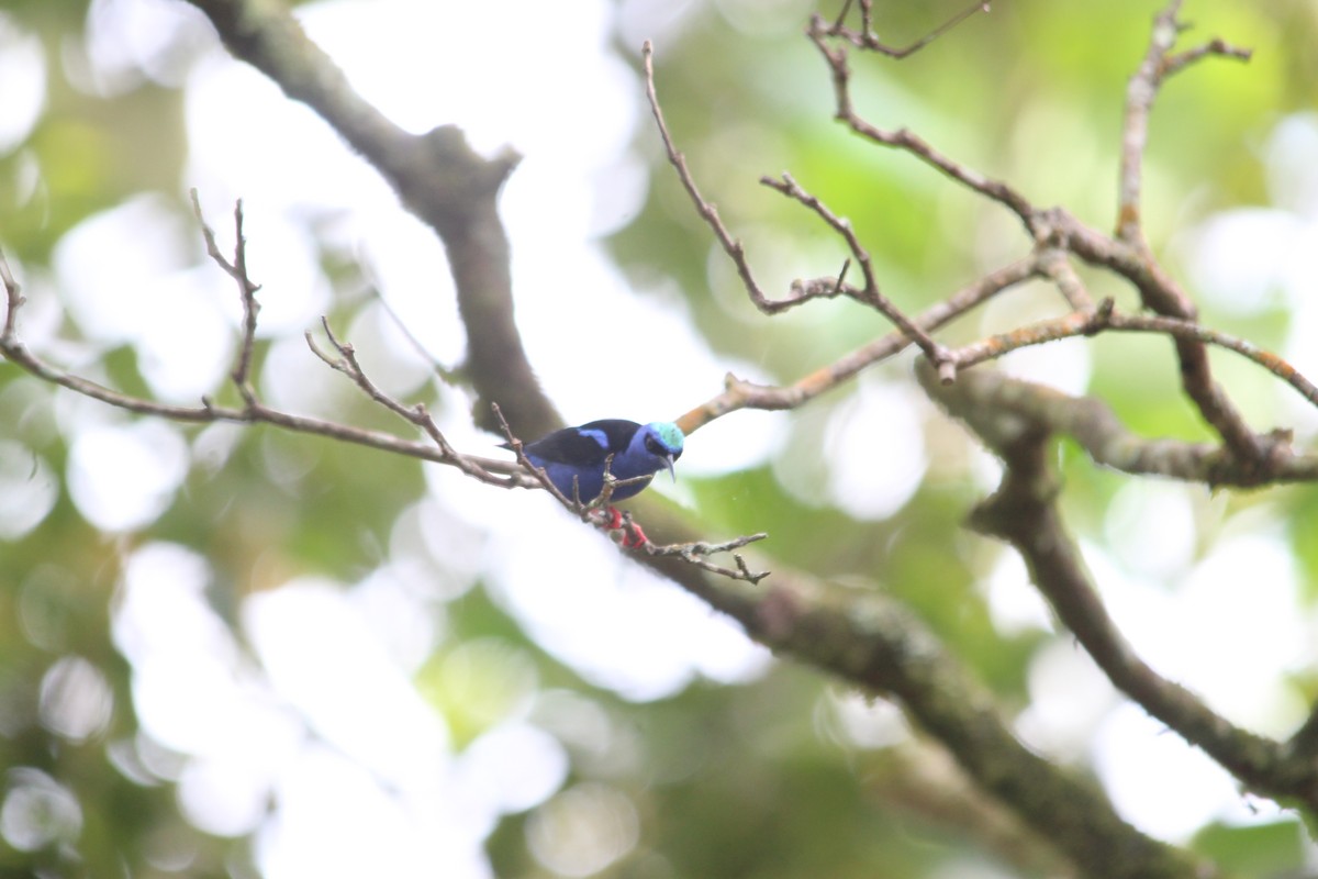 Red-legged Honeycreeper - ML514020871