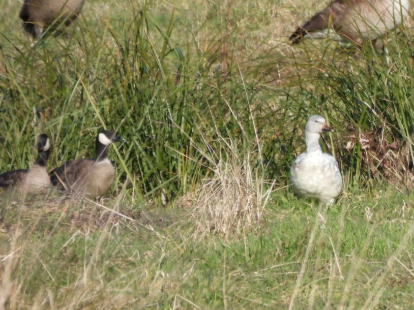 Snow Goose - ML514021481