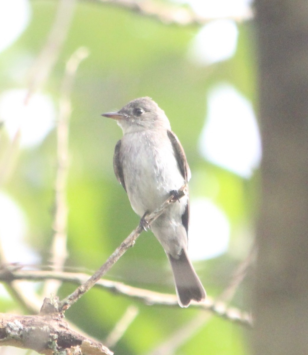 Northern Tropical Pewee - ML514021561