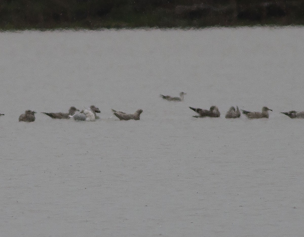 Iceland Gull (kumlieni/glaucoides) - ML514021661