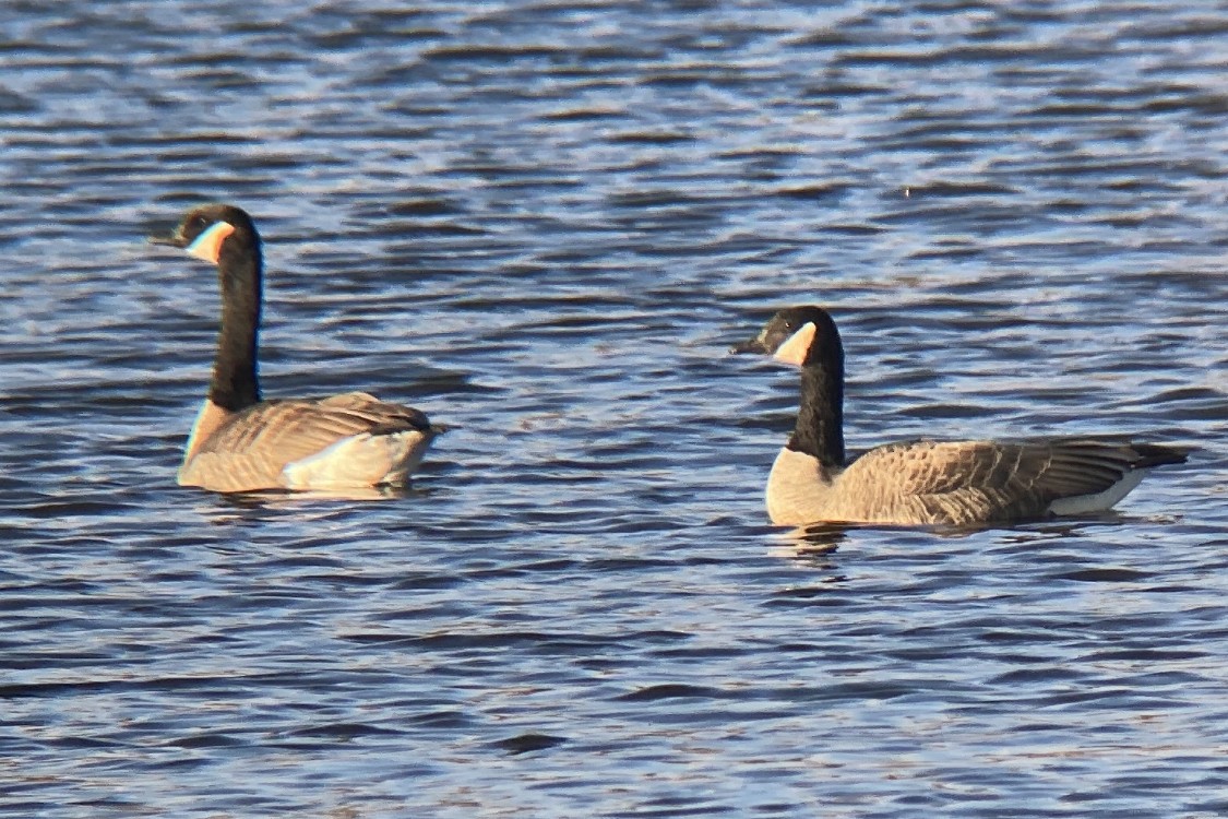Канад галуу - ML514022891