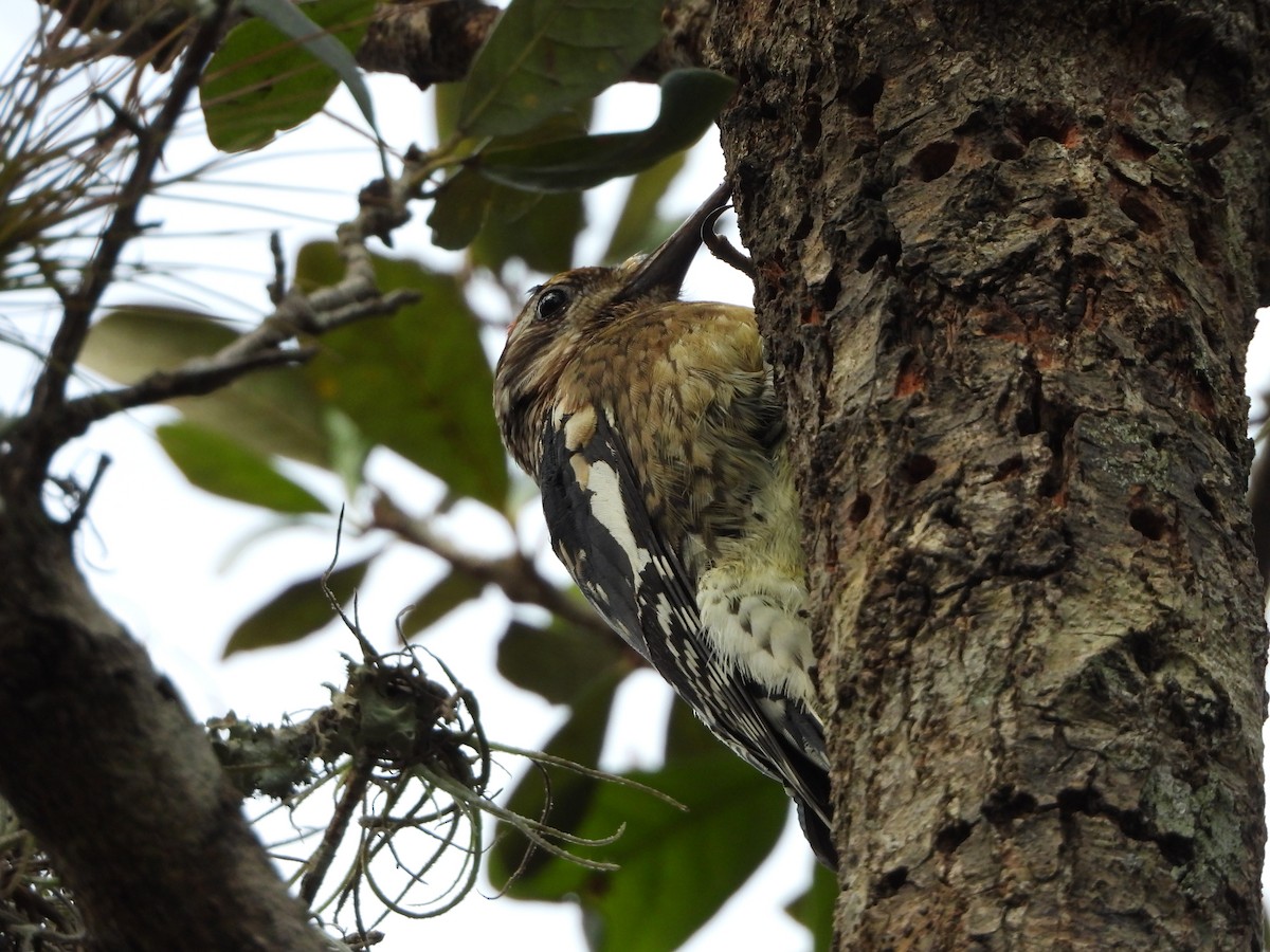 Yellow-bellied Sapsucker - ML514022901