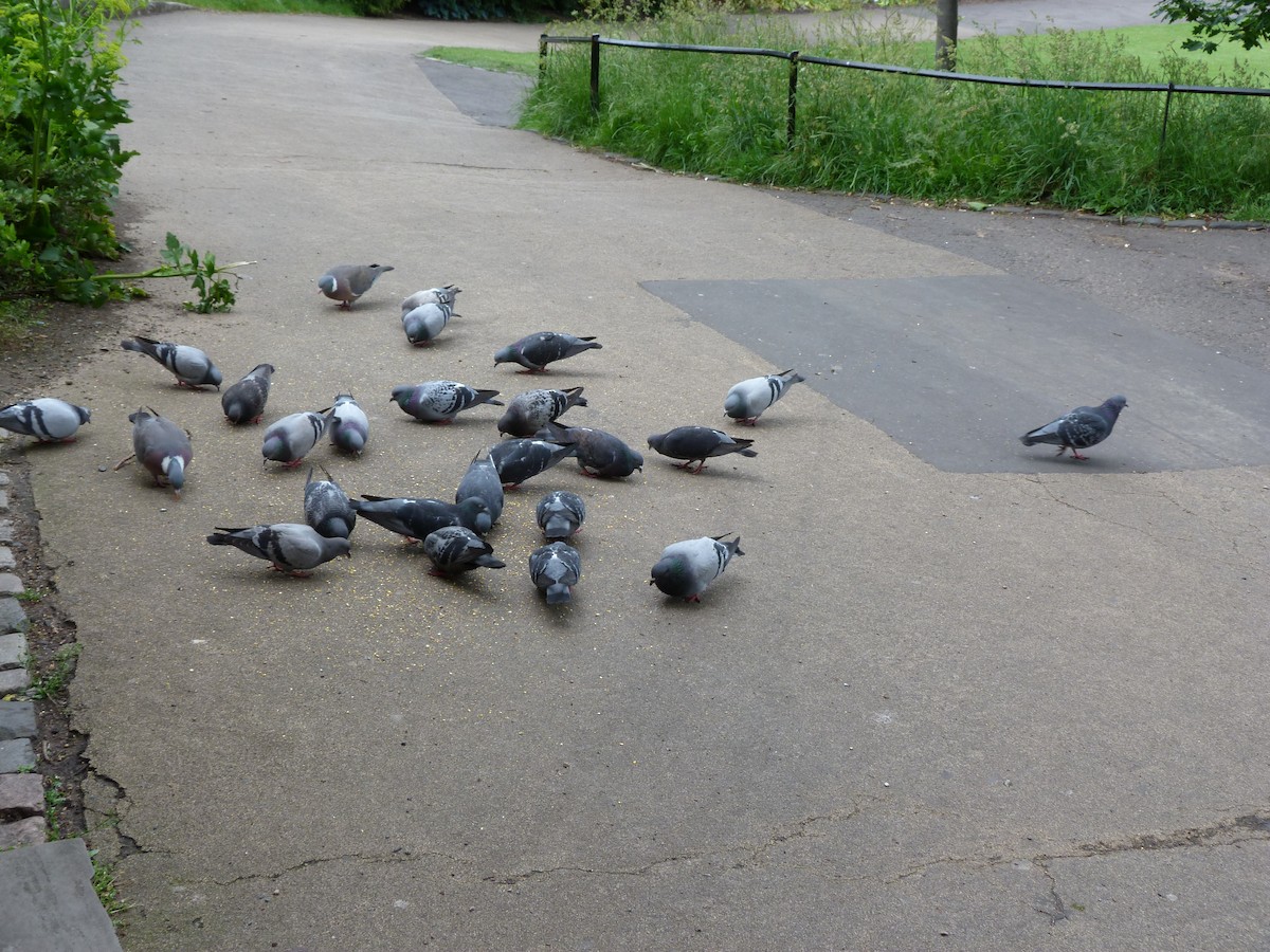 Rock Pigeon (Feral Pigeon) - ML514024651