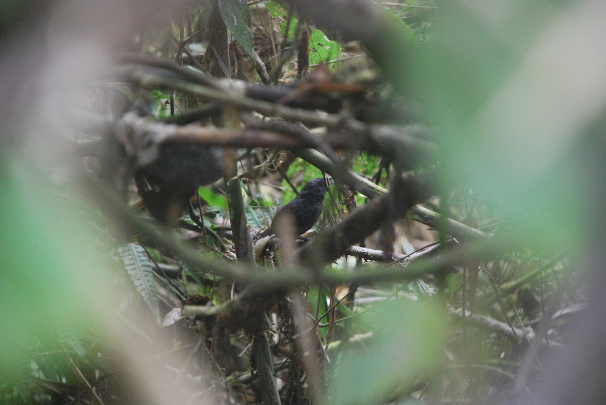 Ecuadorian Tapaculo - ML514024791